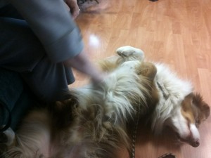 IMG342 Therapie - Besuchshund im Einsatz
