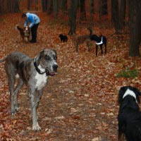Hundetagestätte