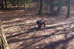 hund-wald2