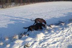 hunde-im-winter-2