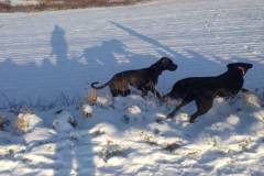 hunde-im-winter