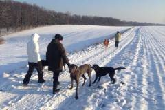 hundewanderung-dresden