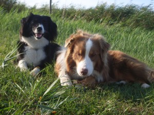 Therapiehunde Jess und Oskar