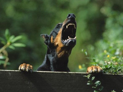 Klaeffender Dobermann