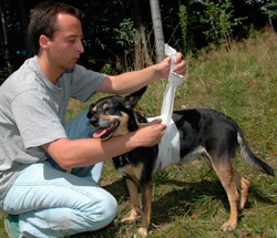Haustierseminar: Erste Hilfe