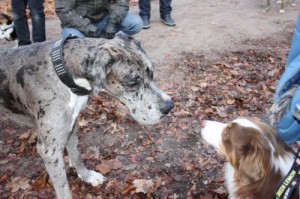 Foto-4TY6ZY3O Wanderung im Wald