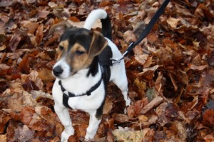 Foto-QIU6NAYQ Hund bei Wanderung