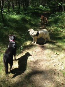 Hundebetreuung in Dresden