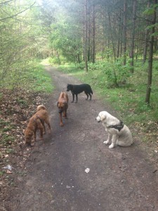 Hundebetreuung in Dresden