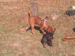 Hundebetreuung in Dresden