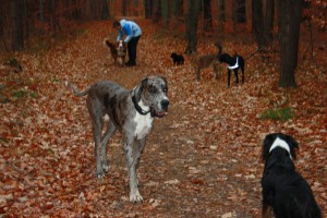 Hundebetreuung in Dresden