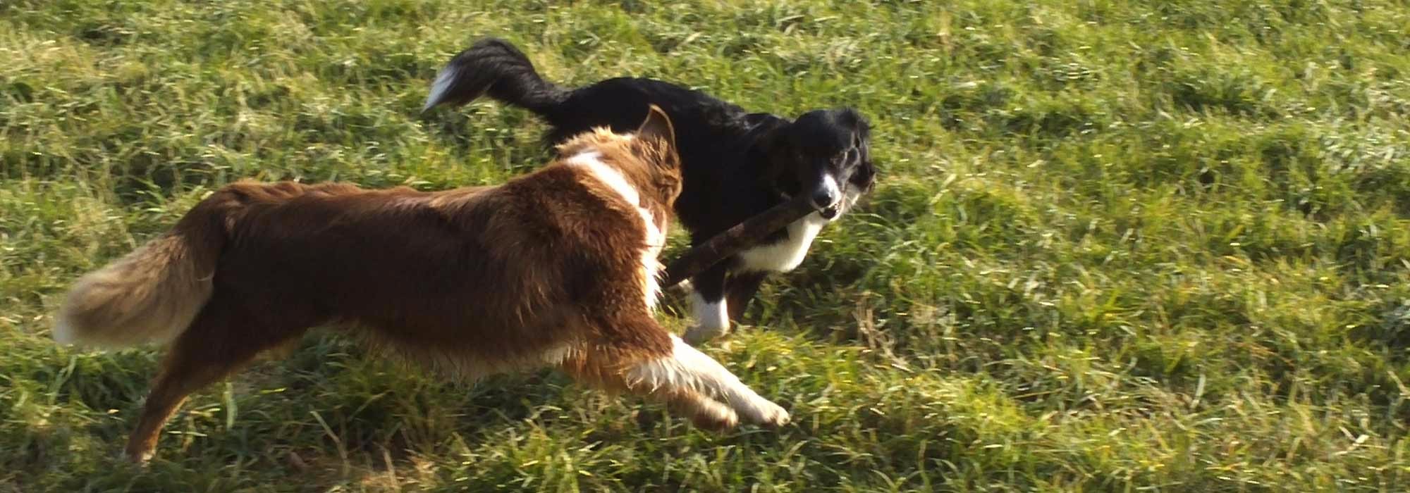 hundeschule-dresden