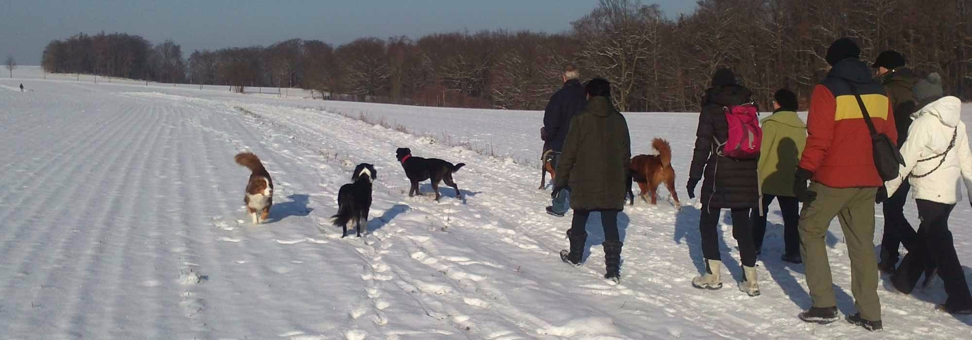 AnimalmanShip biete Hundewanderungen in der Dresdener Heide an